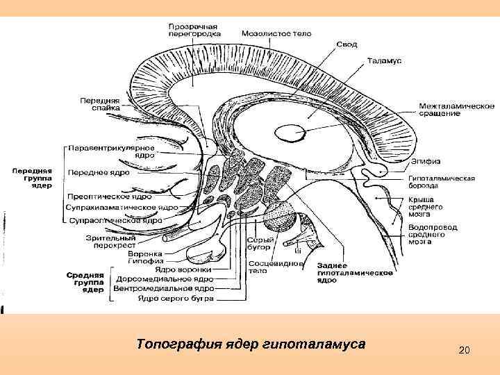 Топография ядер гипоталамуса 20 