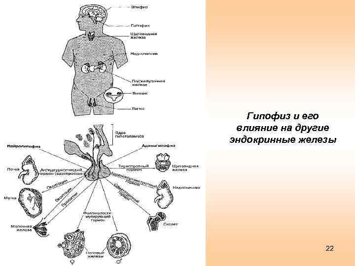 Гипофиз и его влияние на другие эндокринные железы 22 
