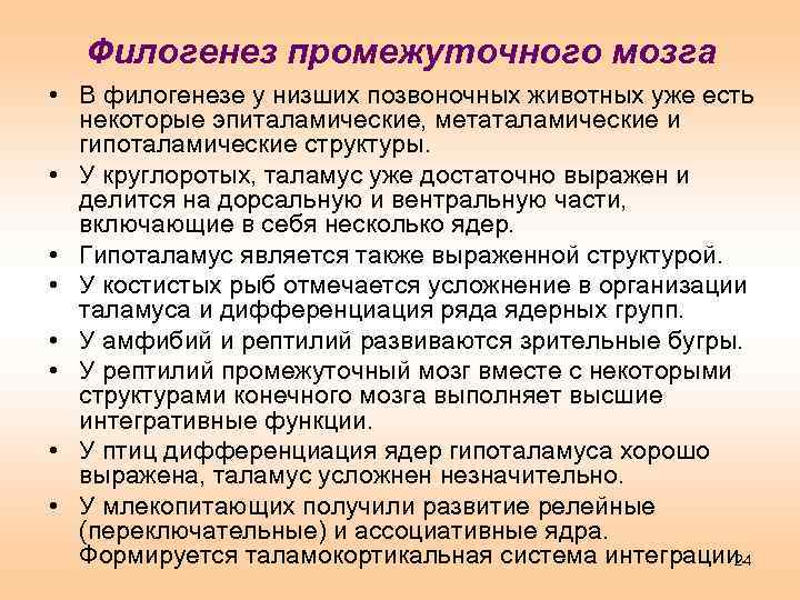 Филогенез промежуточного мозга • В филогенезе у низших позвоночных животных уже есть некоторые эпиталамические,