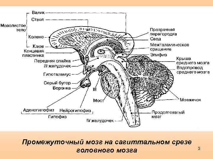 Серый бугор