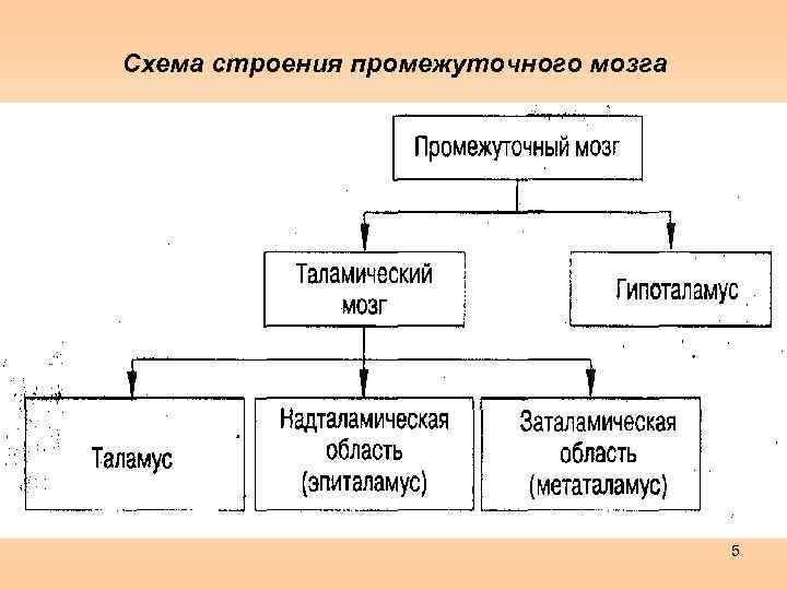 Схема строения промежуточного мозга 5 