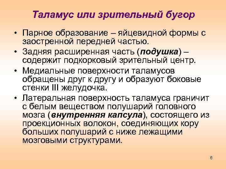Таламус или зрительный бугор • Парное образование – яйцевидной формы с заостренной передней частью.