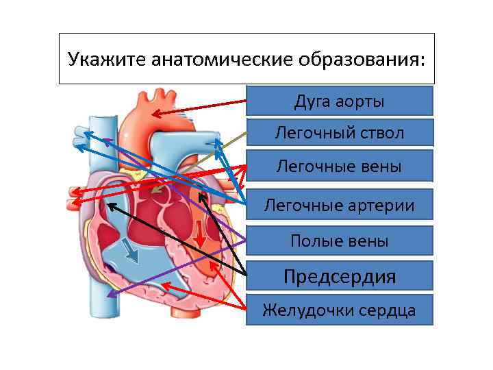 Легочный ствол рисунок