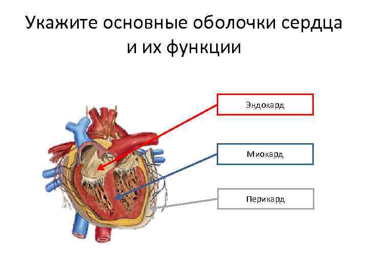 Укажите анатомическое образование