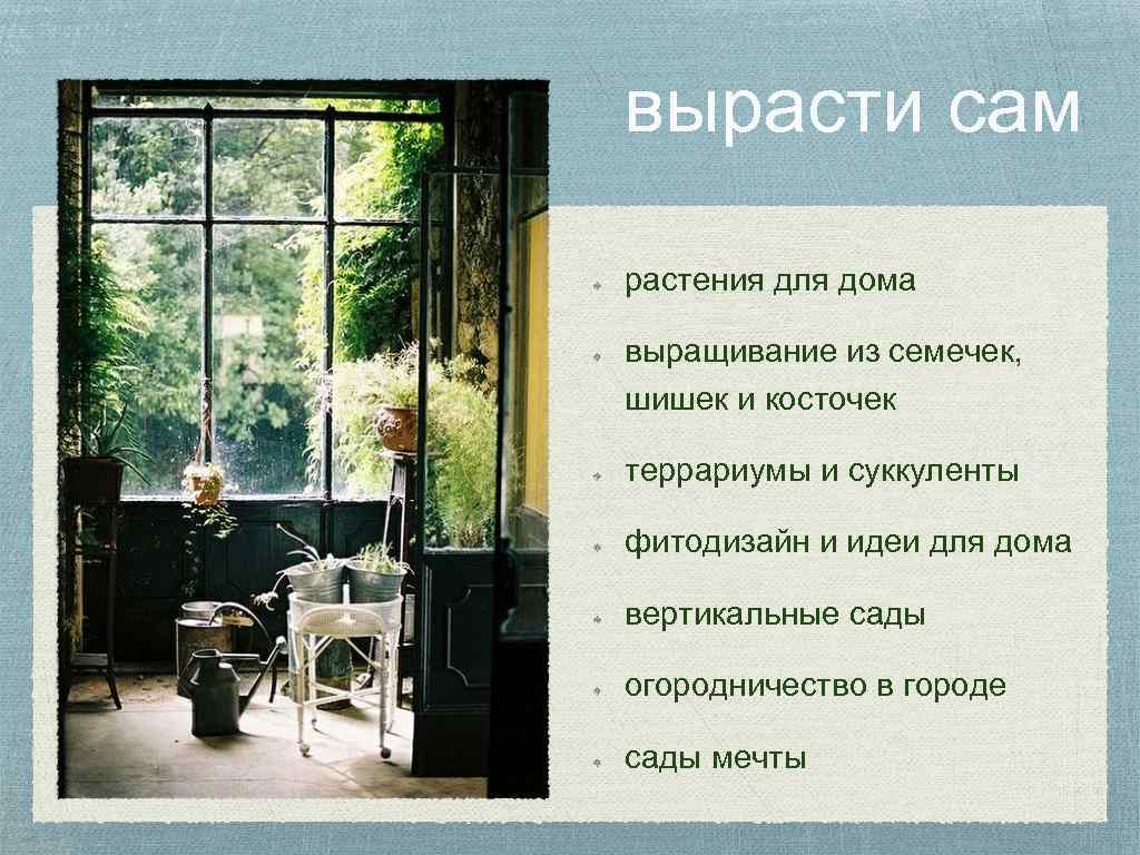 вырасти сам растения для дома выращивание из семечек, шишек и косточек террариумы и суккуленты