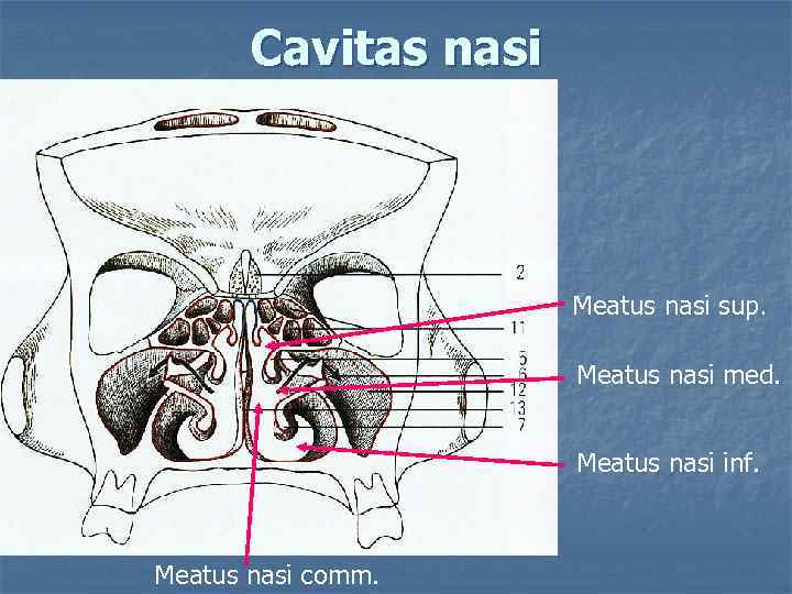 Сavitas nasi Meatus nasi sup. Meatus nasi med. Meatus nasi inf. Meatus nasi comm.