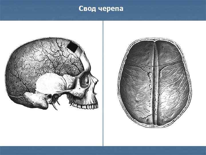 Развитие черепа человека