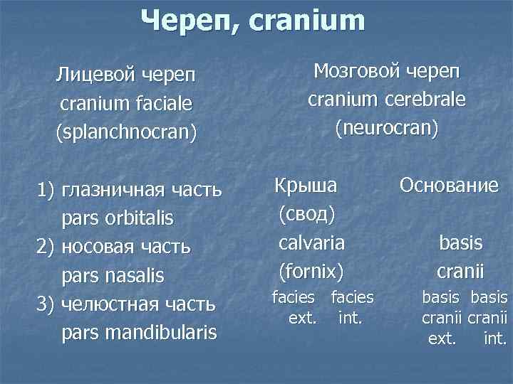 Череп, cranium Лицевой череп cranium faciale (splanchnocran) 1) глазничная часть pars orbitalis 2) носовая