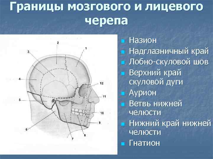 Границы мозгового и лицевого черепа n n n n Назион Надглазничный край Лобно-скуловой шов