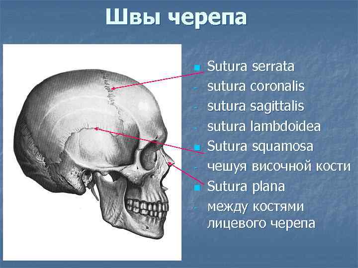 Швы черепа n n n - Sutura serrata sutura coronalis sutura sagittalis sutura lambdoidea