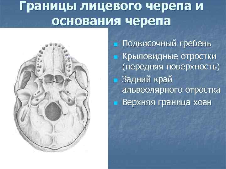 Границы лицевого черепа и основания черепа n n Подвисочный гребень Крыловидные отростки (передняя поверхность)