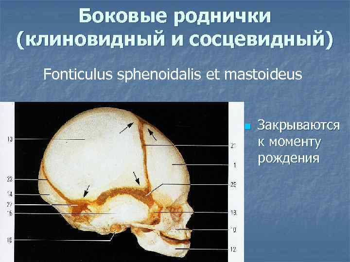 Боковые роднички (клиновидный и сосцевидный) Fonticulus sphenoidalis et mastoideus n Закрываются к моменту рождения