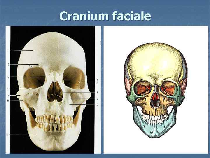 Cranium faciale 