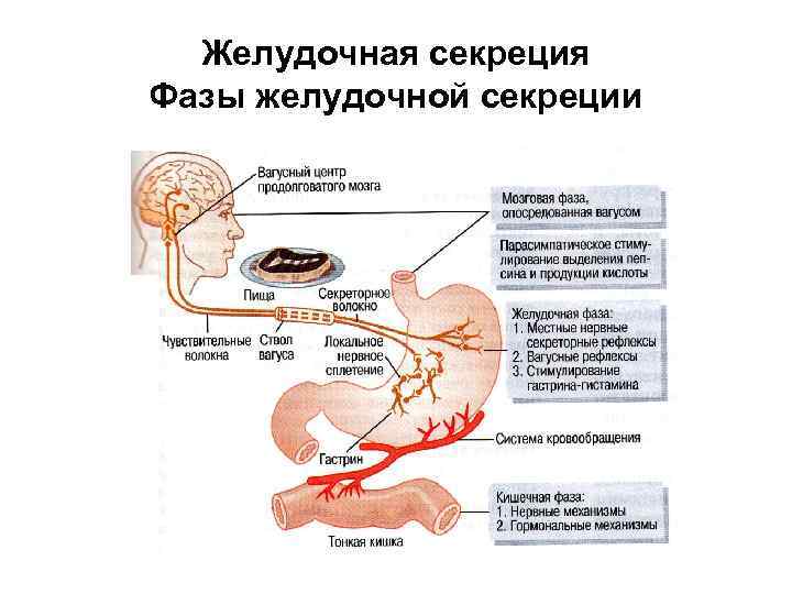 Схема условного рефлекса желудочной секреции