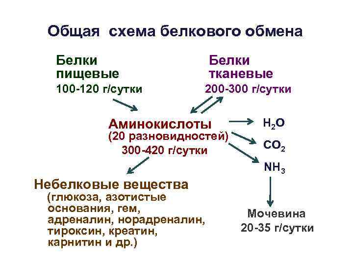 Общая схема белкового обмена Белки пищевые 100 -120 г/сутки Белки тканевые 200 -300 г/сутки