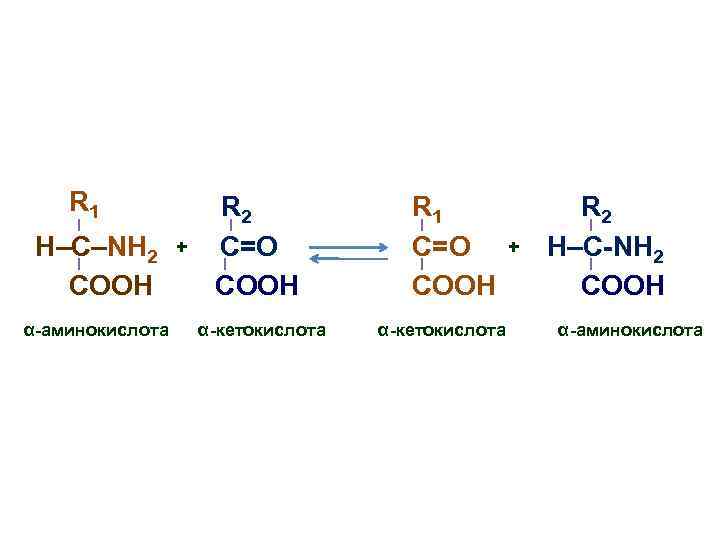 R 1 H–C–NH 2 COOH α-аминокислота + R 2 C=О COOH α-кетокислота R 1