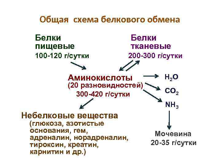 Общая схема белкового обмена Белки пищевые 100 -120 г/сутки Белки тканевые 200 -300 г/сутки