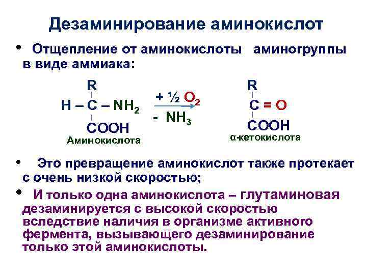 Дезаминирование аминокислот • Отщепление от аминокислоты аминогруппы в виде аммиака: R H – C
