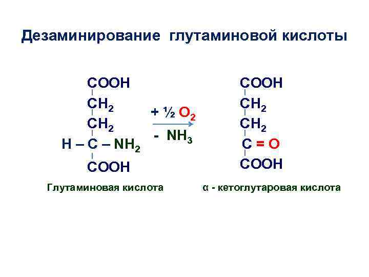 Дезаминирование глутаминовой кислоты COOH CH 2 + ½ О 2 CH 2 - NH