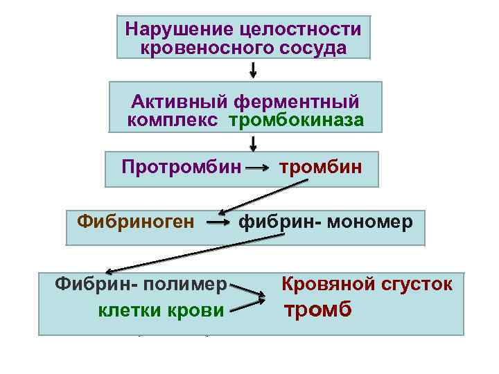 Нарушение целостности кровеносного сосуда Активный ферментный комплекс тромбокиназа Протромбин Фибриноген Фибрин- полимер клетки крови