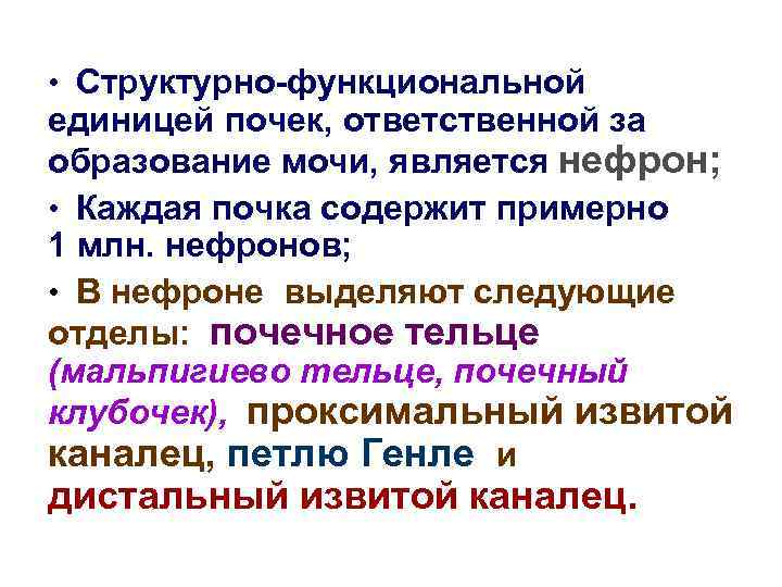  • Структурно-функциональной единицей почек, ответственной за образование мочи, является нефрон; • Каждая почка