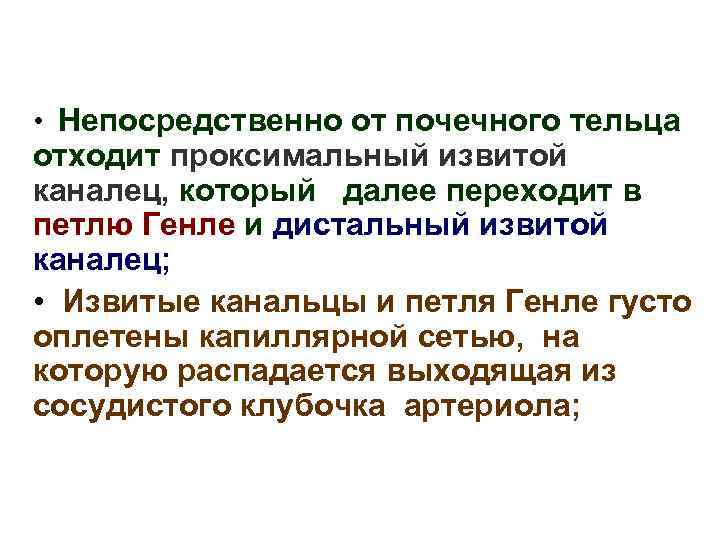  • Непосредственно от почечного тельца отходит проксимальный извитой каналец, который далее переходит в