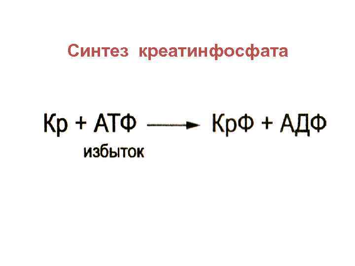 Синтез креатинфосфата 