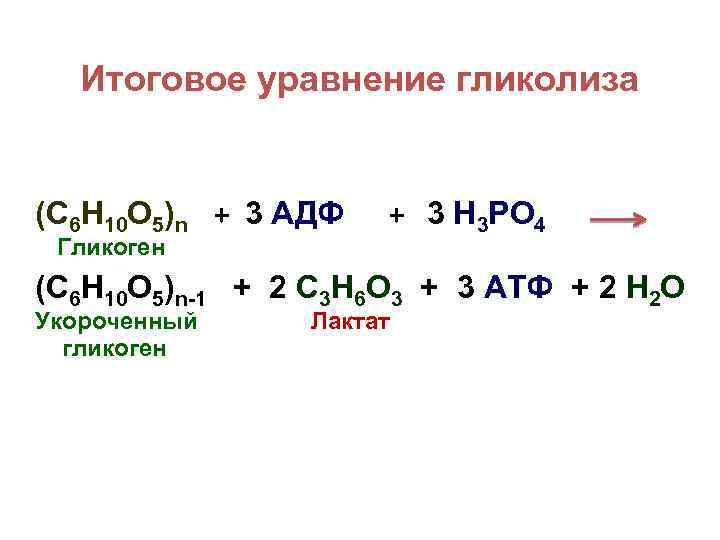 Итоговое уравнение гликолиза (С 6 H 10 O 5)n + 3 АДФ Гликоген +