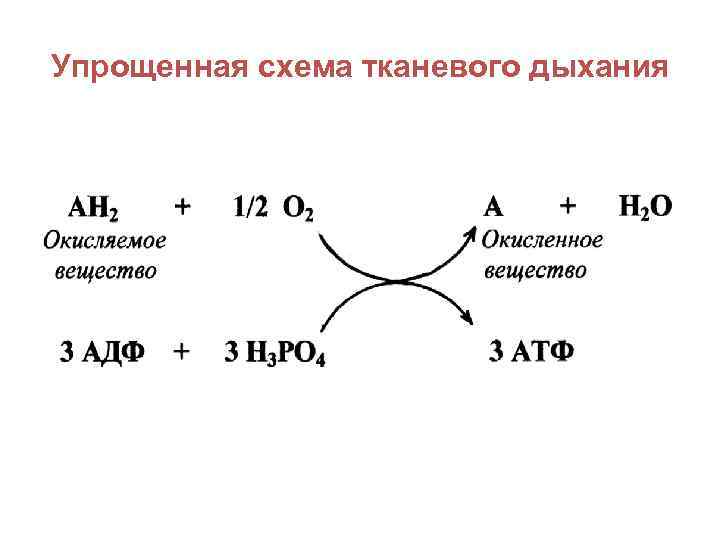 Упрощенная схема тканевого дыхания 