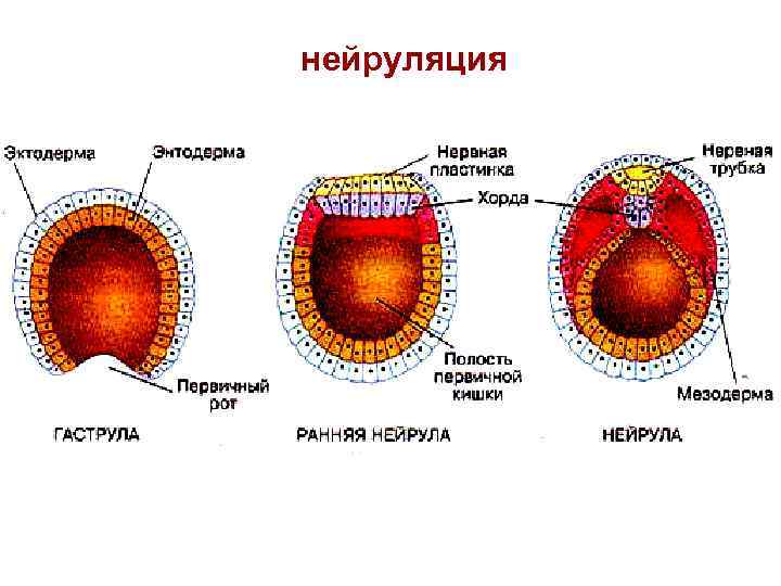 нейруляция 