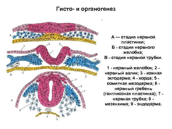 Три стадии характеризующие стадию органогенеза. Гисто и органогенез. Гистогенез и органогенез. Стадия гистогенеза и органогенеза. Гистогенез эмбрионального развития.
