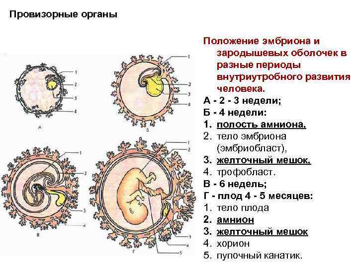 Представители каких классов позвоночных имеют крупные яйцеклетки. Строение зародыша хорион амнион. Провизорные органы эмбриона человека. Амниотическая оболочка зародыша человека. Схема развития плодных оболочек.