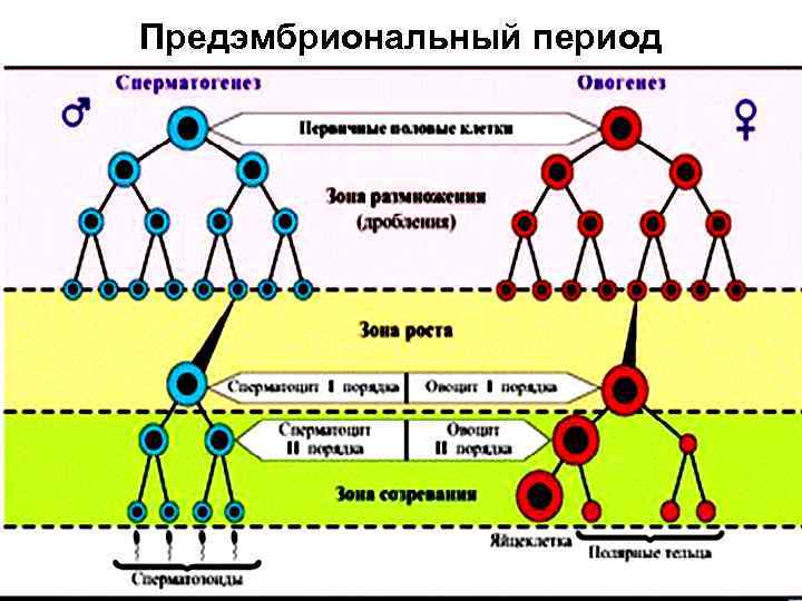 Предэмбриональный период 