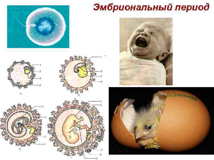 Эмбриональный период 