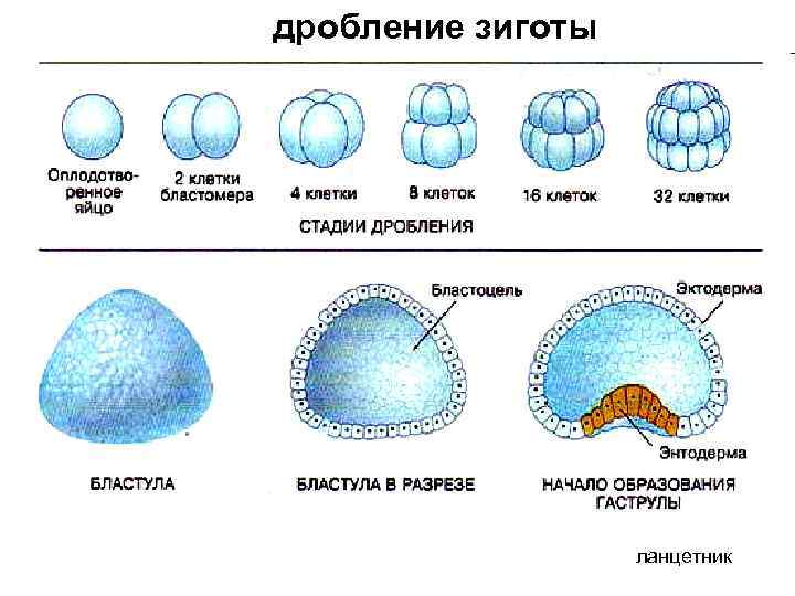 Дискретность фото биология