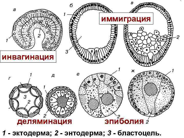 Гаструляция рисунок биология