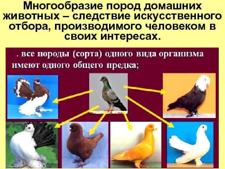 Многообразие пород домашних животных – следствие искусственного отбора, производимого человеком в своих интересах. 