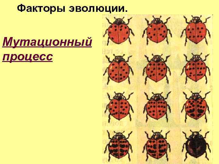 Мутационный процесс. Мутационный процесс в эволюции. Мутационный процесс примеры. Мутационный процесс в популяции.