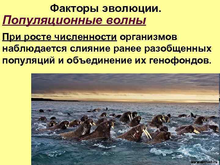 Составьте схему эволюционные факторы