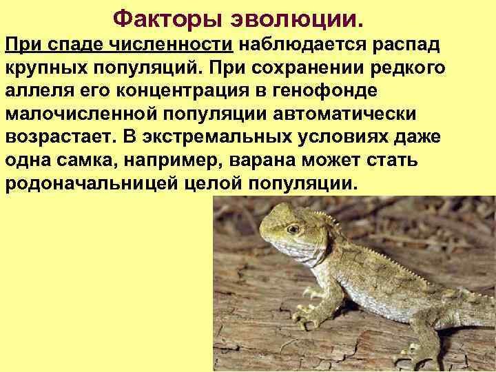 Факторы эволюции. При спаде численности наблюдается распад крупных популяций. При сохранении редкого аллеля его