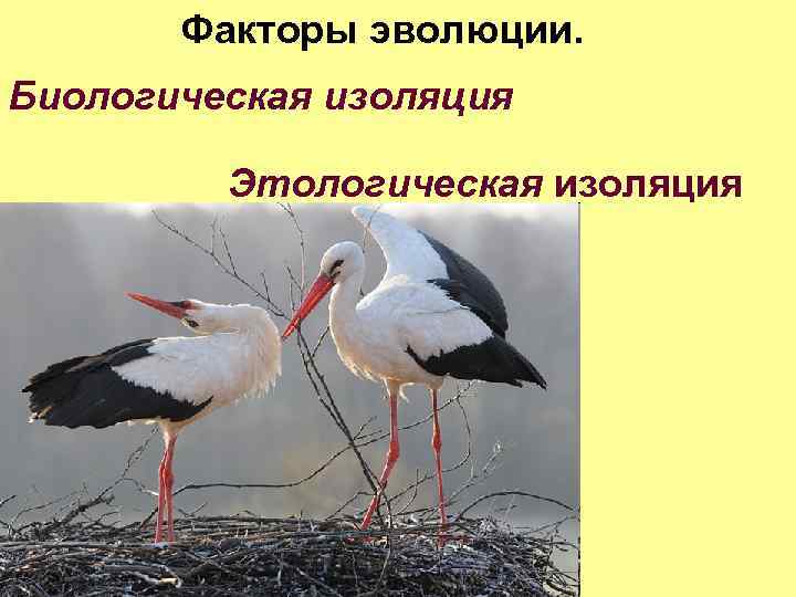 Факторы эволюции. Биологическая изоляция Этологическая изоляция 