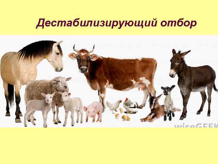 Дестабилизирующий отбор 