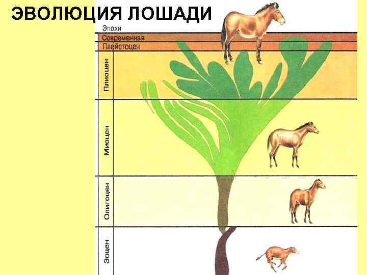 Эволюция в вопросах и ответах презентация ответы