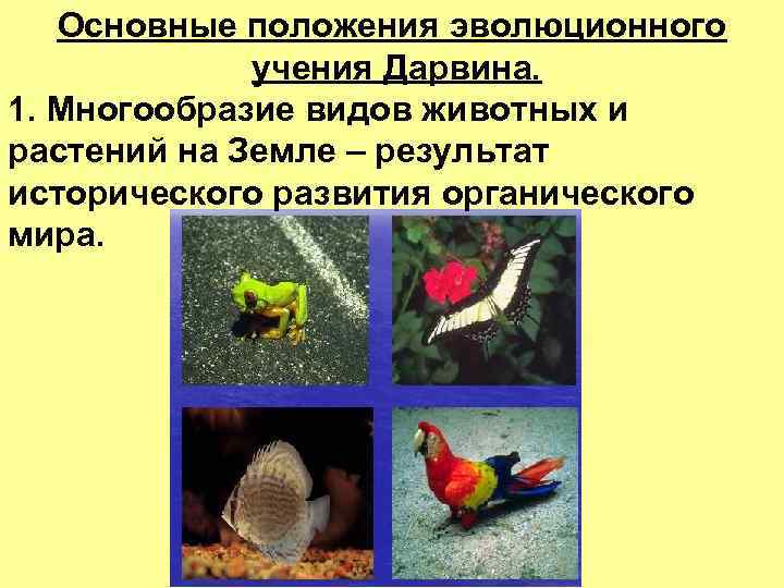 Основные положения эволюционного учения Дарвина. 1. Многообразие видов животных и растений на Земле –