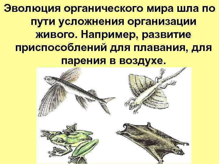 Эволюция органического мира шла по пути усложнения организации живого. Например, развитие приспособлений для плавания,