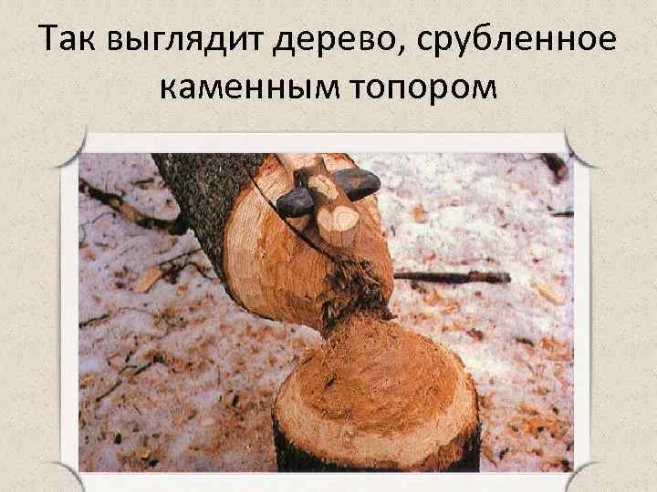 Так выглядит дерево, срубленное каменным топором 