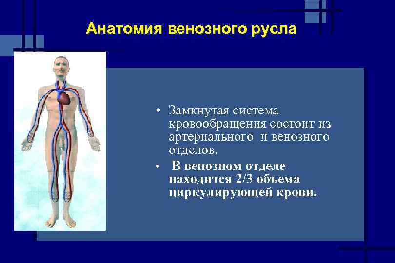 Венозный компонент. Венозное русло анатомия. Замкнутая система кровообращения. Формирование венозного и артериального русла.