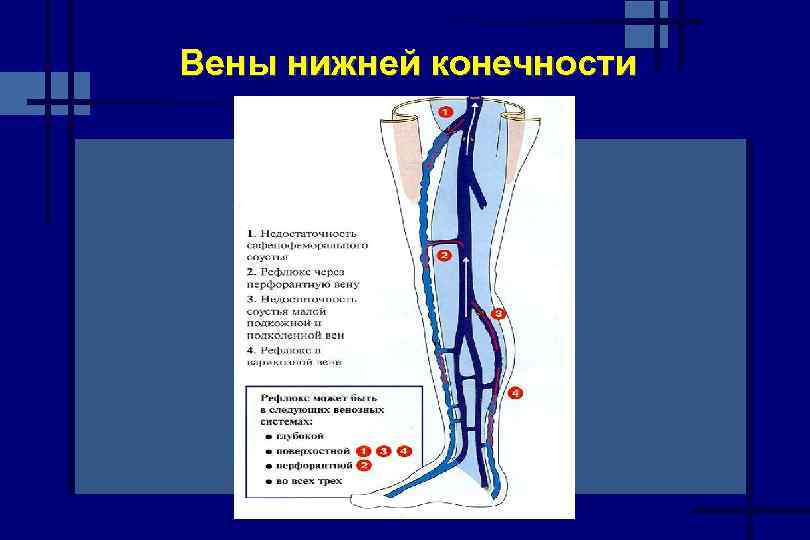 Анатомия вен ноги. Вены нижних конечностей схема. Вены нижних конечностей анатомия схема. Поверхностные вены нижней конечности схема. Поверхностные (подкожные) вены нижней конечности:.