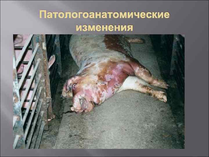 Патологоанатомические изменения 