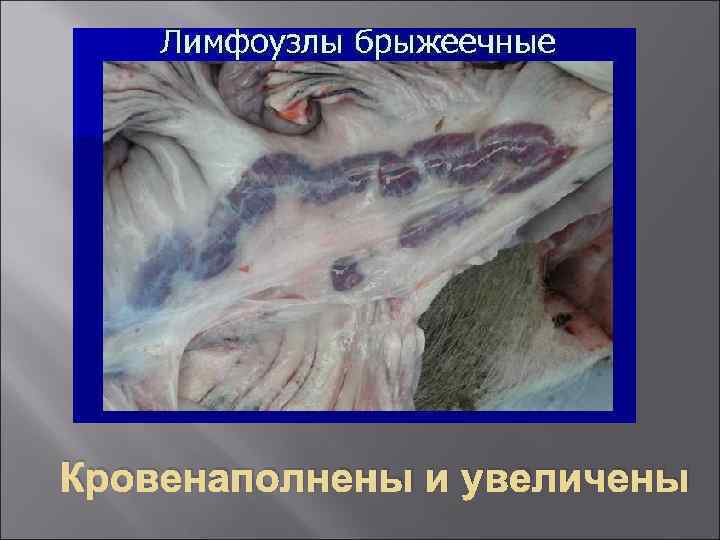 Кровенаполнены и увеличены 